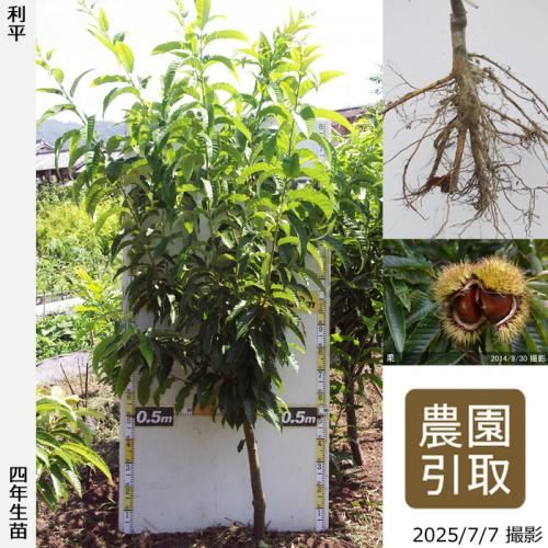 2025ǯͽʡġ( )ʿ(ؤ)[դ뤤 2022ǯ:4L]Τ