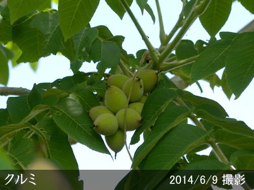 ナッツ類 クルミ(胡桃) 菓子くるみ[地掘大苗] - 果樹苗・大苗・苗木販売の隅田農園@京都亀岡