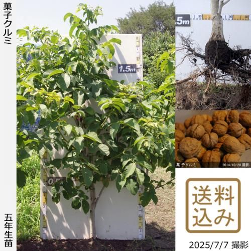 <img class='new_mark_img1' src='https://img.shop-pro.jp/img/new/icons14.gif' style='border:none;display:inline;margin:0px;padding:0px;width:auto;' />2025ǯͽʡġ() ۻҤ[դ뤤 2021ǯ:3L]緿