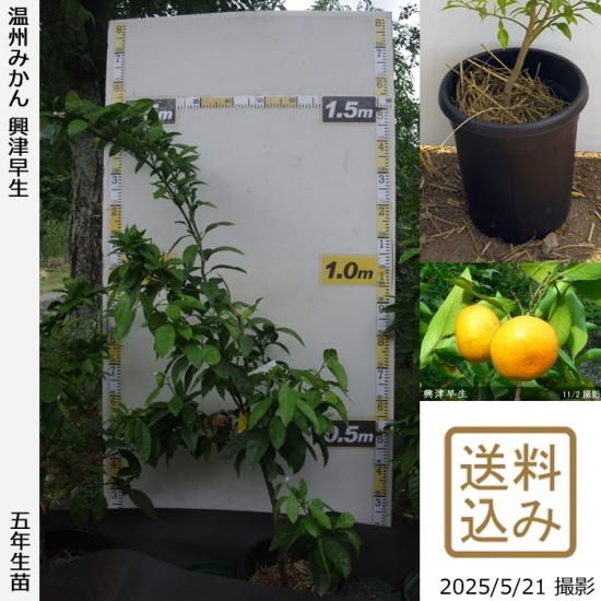 【順次出荷中】◇農薬不使用【エ