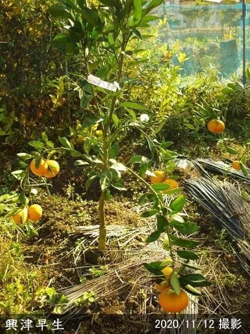 【順次出荷中】◇農薬不使用【エ