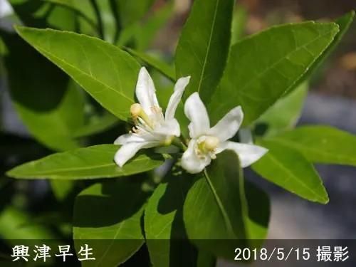 【順次出荷中】◇農薬不使用【エ