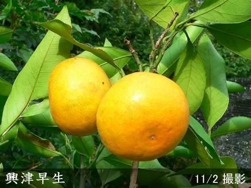 【順次出荷中】◇農薬不使用【エ