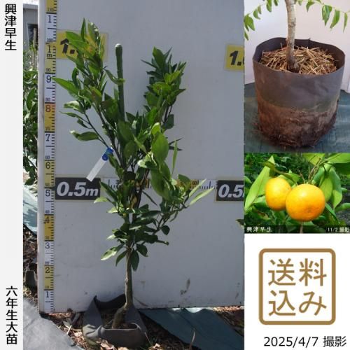 【順次出荷中】◇農薬不使用【エ