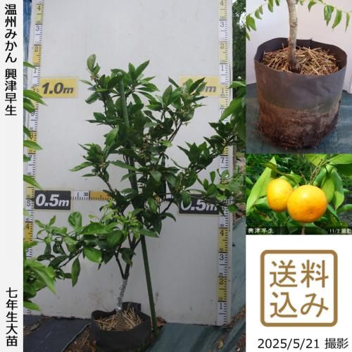 <img class='new_mark_img1' src='https://img.shop-pro.jp/img/new/icons14.gif' style='border:none;display:inline;margin:0px;padding:0px;width:auto;' />ڽ缡вۡԻѡڥॷﳲġ ߤ [ݥå 2019ǯ:S]ռӡ