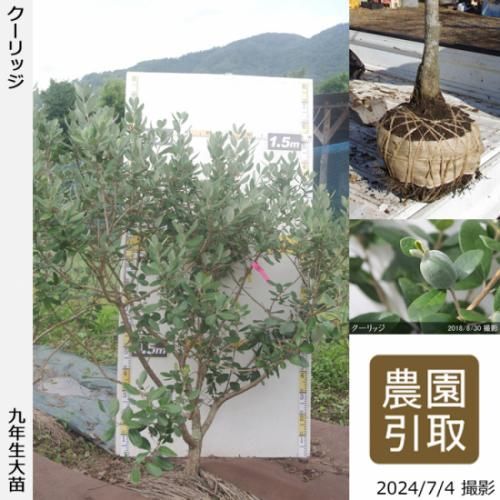【順次引渡中】大苗◇フェイジョ