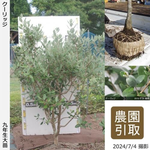 【順次引渡中】大苗◇フェイジョ