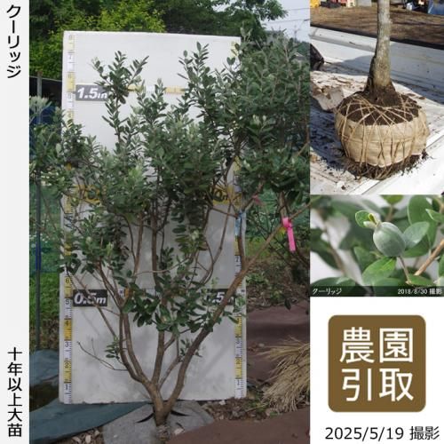 <img class='new_mark_img1' src='https://img.shop-pro.jp/img/new/icons14.gif' style='border:none;display:inline;margin:0px;padding:0px;width:auto;' />2025ǯͽʡġե祢 å[Ϸ 2016ǯ:3L]ռӡΤ