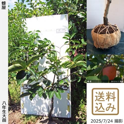 <img class='new_mark_img1' src='https://img.shop-pro.jp/img/new/icons14.gif' style='border:none;display:inline;margin:0px;padding:0px;width:auto;' />2025ǯͽʡġ(³)˪(Ϥ)[Ϸ 2018ǯ:S]ռӡ緿