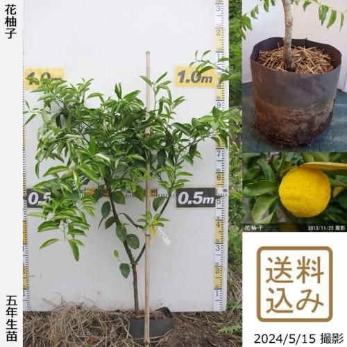 カンキツ(柑橘)類 地中ポット苗 - 果樹苗木・成木通販の 特等大苗専門店 すだ農園@京都亀岡