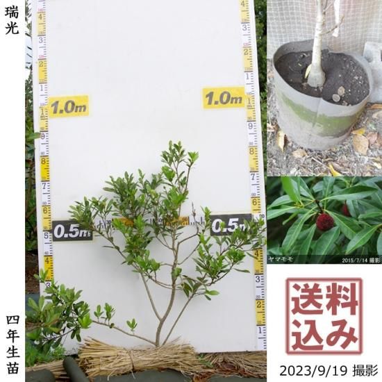 ヤマモモ 山桃 瑞光 ずいこう の地掘大苗 果樹苗 大苗 苗木販売の隅田農園 京都丹波 ヤマモモ 山桃 瑞光 ずいこう の地掘大苗 果樹苗 大苗 苗木販売の隅田農園 京都丹波