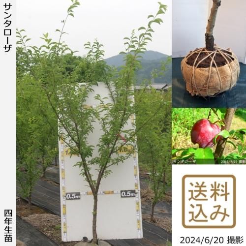 【順次出荷中】大苗◇スモモ(李