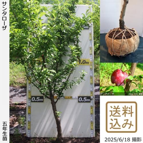 <img class='new_mark_img1' src='https://img.shop-pro.jp/img/new/icons14.gif' style='border:none;display:inline;margin:0px;padding:0px;width:auto;' />2025ǯͽʡġ( ץ)󥿥[Ϸ 2021ǯ:3L]ռӡ緿