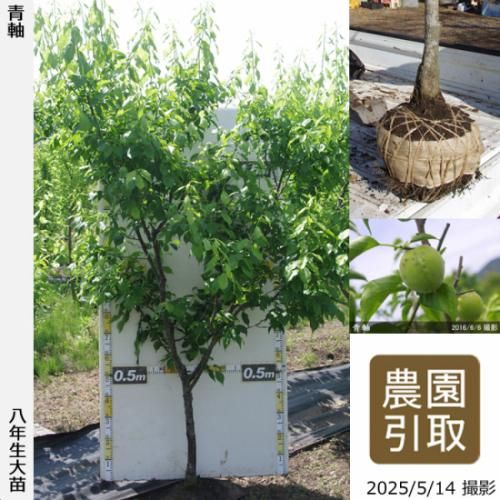 【2025年度予約商品】大苗◇