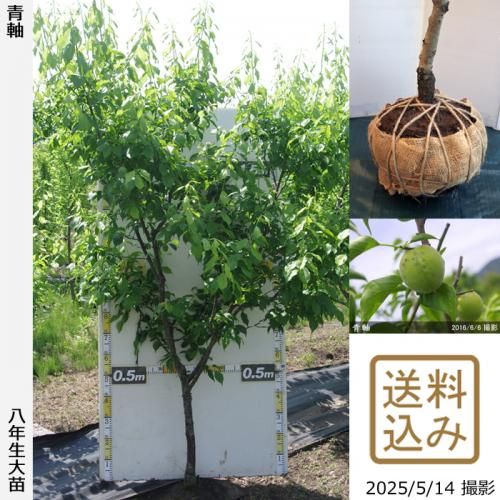 <img class='new_mark_img1' src='https://img.shop-pro.jp/img/new/icons14.gif' style='border:none;display:inline;margin:0px;padding:0px;width:auto;' />2025ǯͽʡġ()ļ()[Ϸ 2018ǯ:LL]ռӡ緿