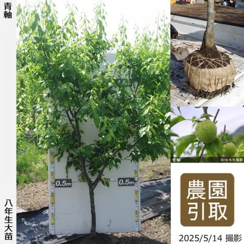 <img class='new_mark_img1' src='https://img.shop-pro.jp/img/new/icons14.gif' style='border:none;display:inline;margin:0px;padding:0px;width:auto;' />2025ǯͽʡġ()ļ()[Ϸ 2018ǯ:3L]ռӡΤ