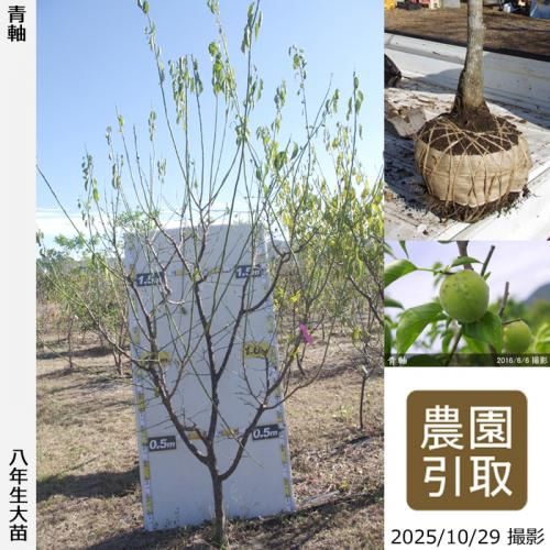 <img class='new_mark_img1' src='https://img.shop-pro.jp/img/new/icons14.gif' style='border:none;display:inline;margin:0px;padding:0px;width:auto;' />2025ǯͽʡġ()ļ()[Ϸ 2018ǯ:3L]ռӡΤ