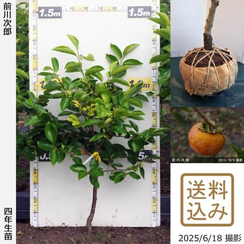 甘柿 前川次郎]柿(カキ,かき)の地堀大苗 - 果樹苗・大苗・苗木販売の