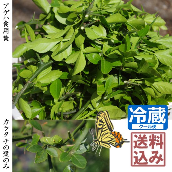 無農薬生葉：アゲハ幼虫食用にお勧め カラタチの無農薬葉 - 記念樹 ...