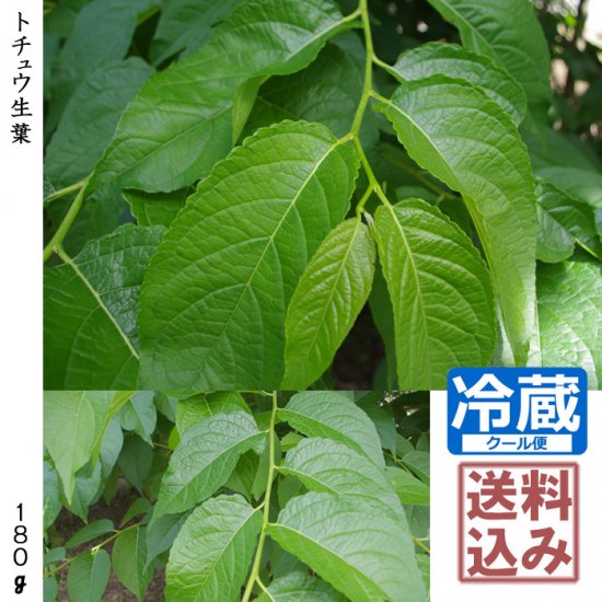 農薬不使用栽培生葉：トチュウの農薬不使用葉、薬湯・お茶づくりに - 記念樹・果樹苗・大苗・苗木販売の隅田農園@京都亀岡