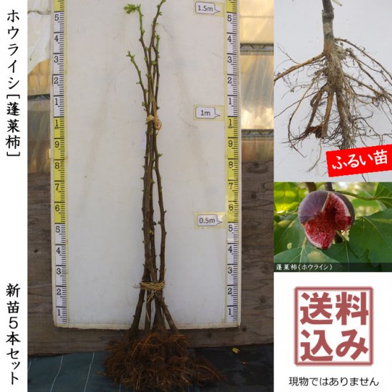 イチジク 蓬莱柿(ホウライシ)新苗[一年生苗] - 果樹苗・大苗・苗木販売