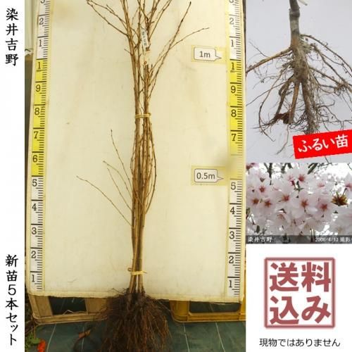 染井吉野 サクラ 桜 しだれ桜の大苗 果樹苗 大苗 苗木販売の隅田農園 京都丹波