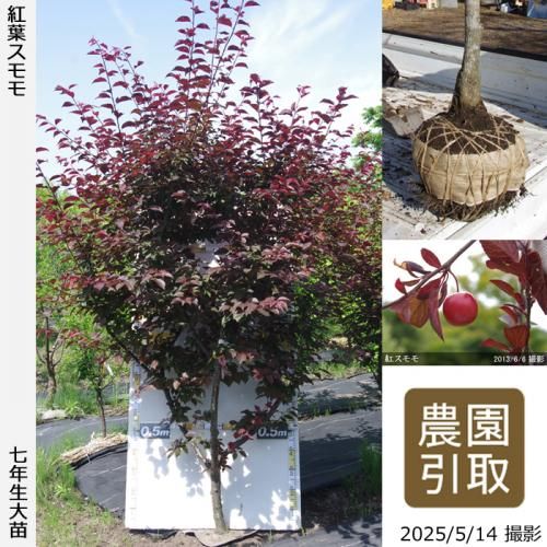 <img class='new_mark_img1' src='https://img.shop-pro.jp/img/new/icons14.gif' style='border:none;display:inline;margin:0px;padding:0px;width:auto;' />2025ǯͽʡġ( ץ)ե(٥˥Х)[Ϸ2019ǯ:5L]ռӡΤ