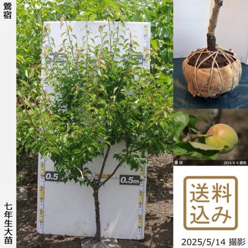 <img class='new_mark_img1' src='https://img.shop-pro.jp/img/new/icons14.gif' style='border:none;display:inline;margin:0px;padding:0px;width:auto;' />【2025年度予約商品】大苗◇ウメ(実梅)鶯宿(おうしゅく)[地掘苗 2019年:M]～実付実績～