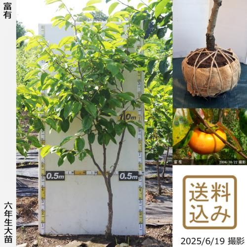無農薬 富有柿 苗木 果樹 無農薬 富有柿 苗木 果樹