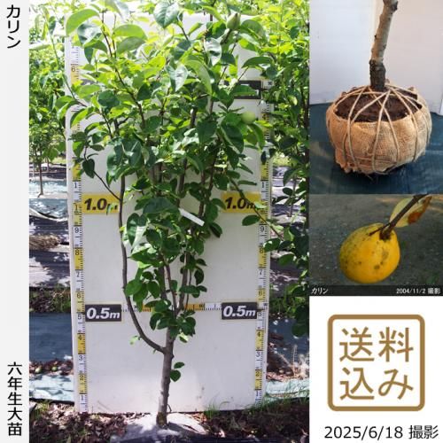 <img class='new_mark_img1' src='https://img.shop-pro.jp/img/new/icons14.gif' style='border:none;display:inline;margin:0px;padding:0px;width:auto;' />2025ǯͽʡġ()[Ϸ 2020ǯ:LL]ռӡ緿
