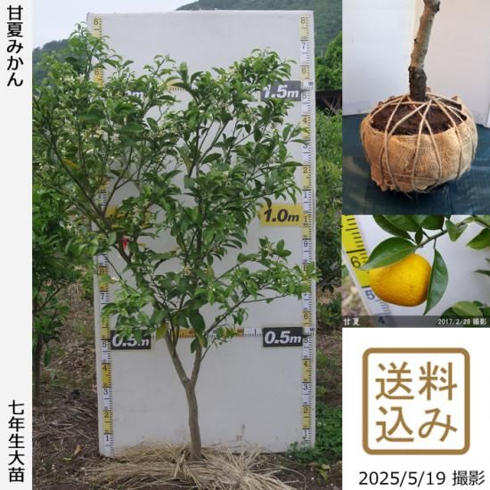 柑橘類 甘夏みかん の地掘大苗 果樹苗 大苗 苗木販売の隅田農園 京都亀岡 柑橘類 甘夏みかん の地掘大苗 果樹苗 大苗 苗木販売の隅田農園 京都亀岡