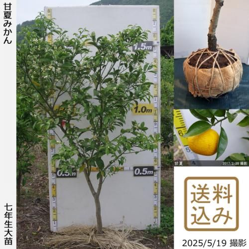 【順次出荷中】◇農薬不使用【エカキムシ被害大】大苗◇柑橘類 甘夏みかん[地掘苗 2019年:L]～実付実績～◆根回し済◆