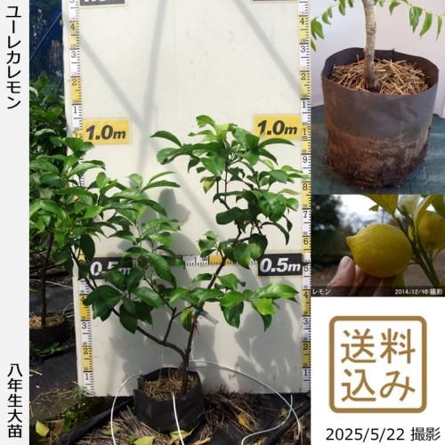 <img class='new_mark_img1' src='https://img.shop-pro.jp/img/new/icons14.gif' style='border:none;display:inline;margin:0px;padding:0px;width:auto;' />ڽ缡вۡԻѡڥॷﳲġ (ݦݨ)桼쥫[ݥå 2018ǯ:S]ռӡ