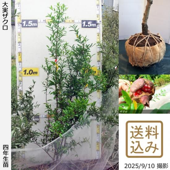 【2025年度予約商品】大苗◇