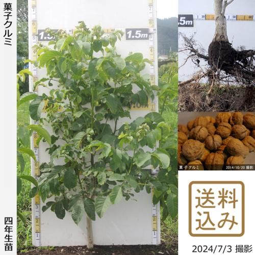 【順次出荷中】大苗◇クルミ(胡
