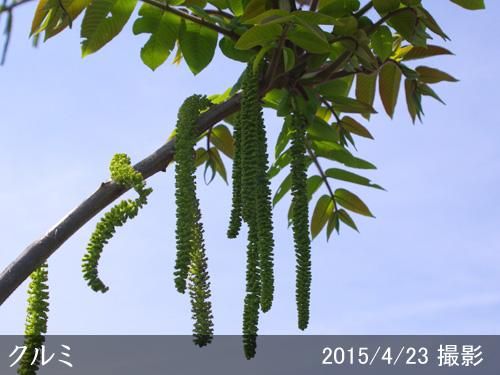【順次出荷中】大苗◇クルミ(胡