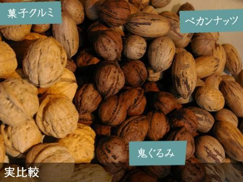 【順次出荷中】大苗◇クルミ(胡