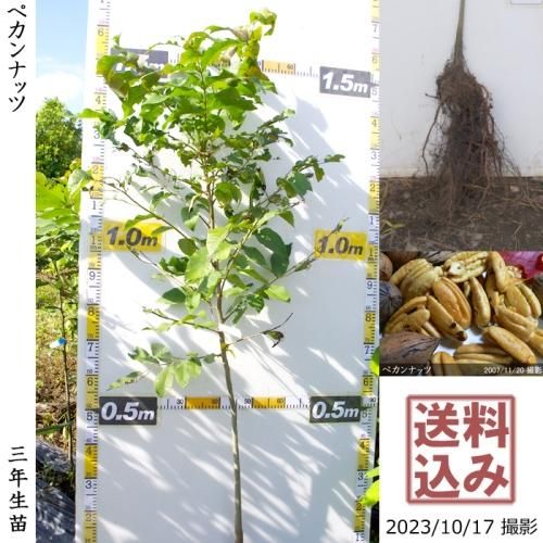 ġʥå ڥʥå[դ뤤 2018ǯ:M]