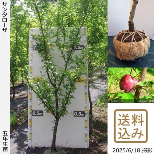 <img class='new_mark_img1' src='https://img.shop-pro.jp/img/new/icons14.gif' style='border:none;display:inline;margin:0px;padding:0px;width:auto;' />2025ǯͽʡġ( ץ)󥿥[Ϸ 2021ǯ:LL]ռӡ緿