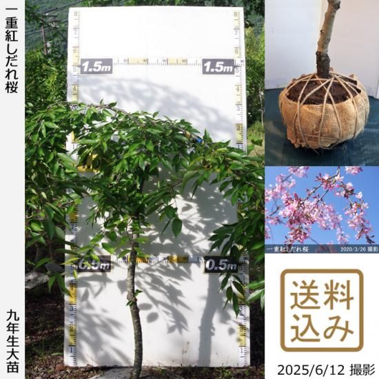 【2025年度予約商品】大苗◇