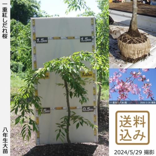【2025年度予約商品】大苗◇