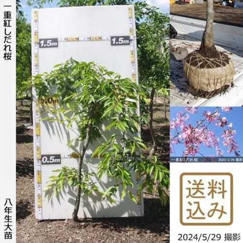 【2025年度予約商品】大苗◇