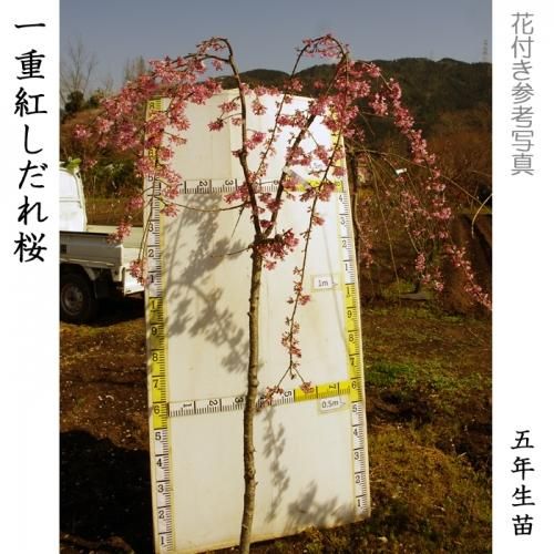【2025年度予約商品】大苗◇