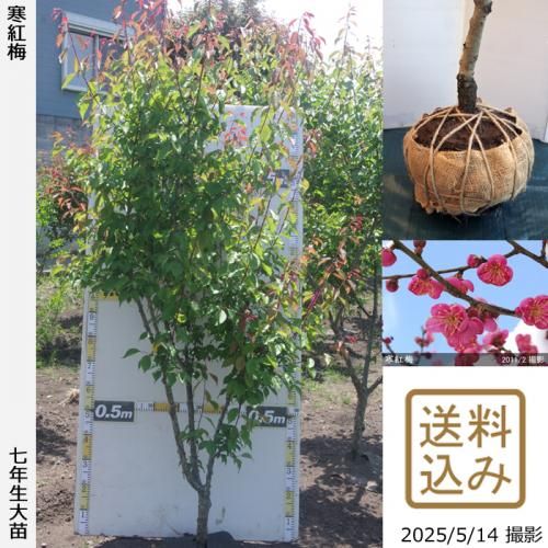 <img class='new_mark_img1' src='https://img.shop-pro.jp/img/new/icons14.gif' style='border:none;display:inline;margin:0px;padding:0px;width:auto;' />2025ǯͽʡġ() (󤳤Ф)[Ϸ 2019ǯ:L]緿