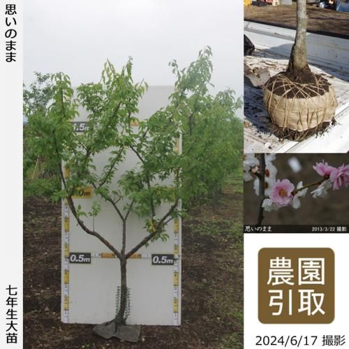 【2025年度予約商品】大苗◇