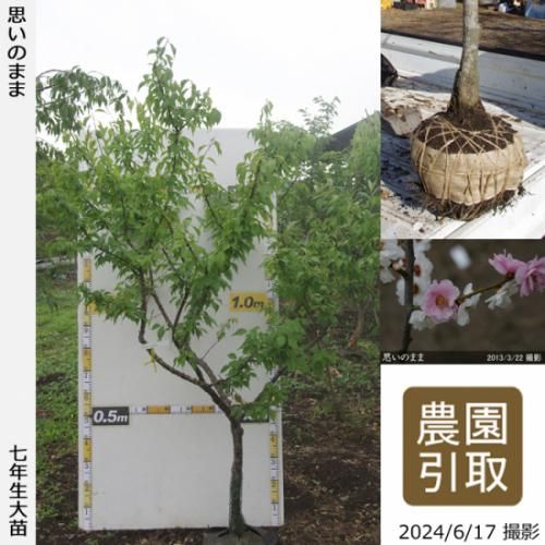 <img class='new_mark_img1' src='https://img.shop-pro.jp/img/new/icons14.gif' style='border:none;display:inline;margin:0px;padding:0px;width:auto;' />2025ǯͽʡġ() פΤޤ[Ϸ 2018ǯ:LL]餭ʬΤ