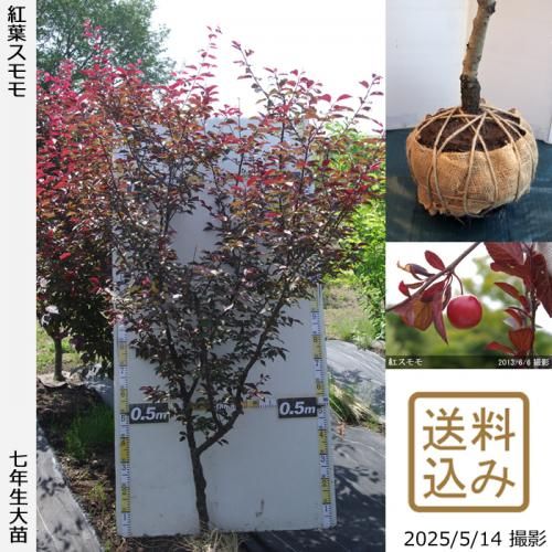 <img class='new_mark_img1' src='https://img.shop-pro.jp/img/new/icons14.gif' style='border:none;display:inline;margin:0px;padding:0px;width:auto;' />2025ǯͽʡġ( ץ)ե(٥˥Х)[Ϸ2019ǯ:L]ռӡ緿