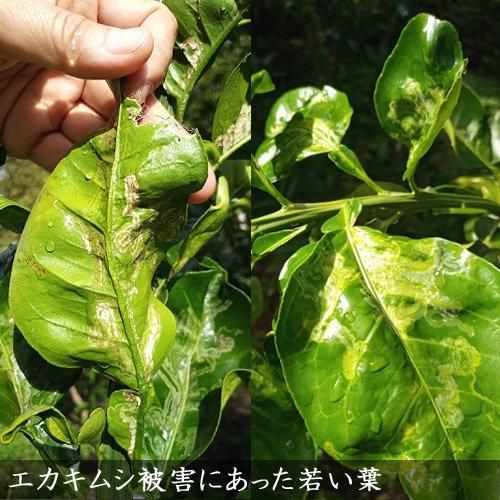 農薬不使用栽培の生葉 アゲハ幼虫食用にお勧め 柑橘 山椒の農薬不使用葉 記念樹 果樹苗 大苗 苗木販売の隅田農園 京都丹波