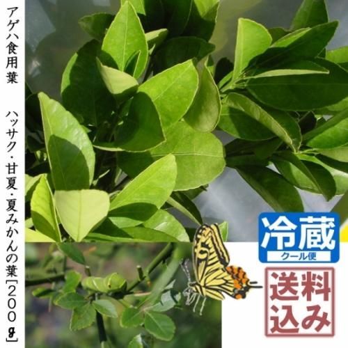 農薬不使用栽培の生葉 アゲハ幼虫食用にお勧め 柑橘 山椒の農薬不使用葉 記念樹 果樹苗 大苗 苗木販売の隅田農園 京都亀岡