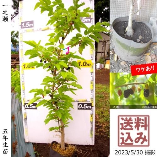 桑 くわ クワ の地堀大苗 果樹苗 大苗 苗木販売の隅田農園 京都丹波 桑 くわ クワ の地堀大苗 果樹苗 大苗 苗木販売の隅田農園 京都丹波